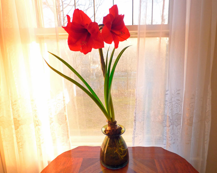 Amaryllis