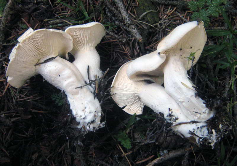 Cochon blanc