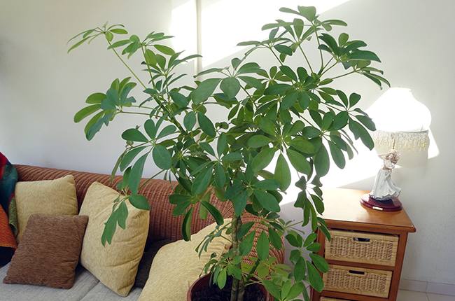 Schefflera