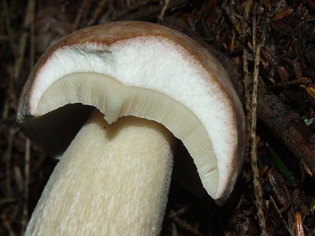 Weißer Champignon