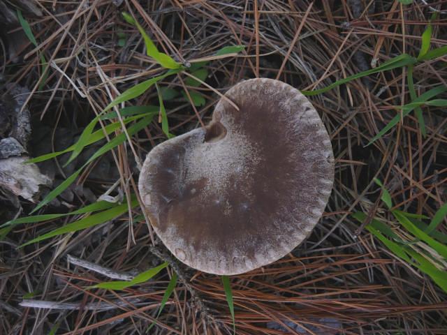 Pleurote des steppes