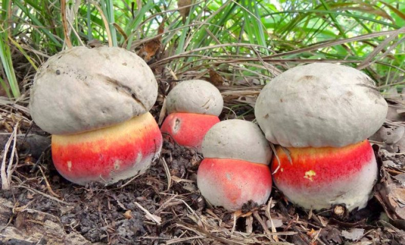 champignon satanique