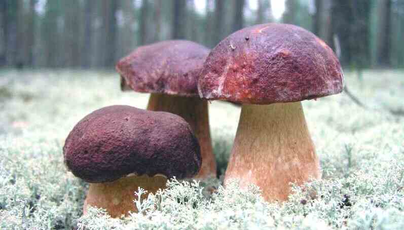 Weißer Champignon