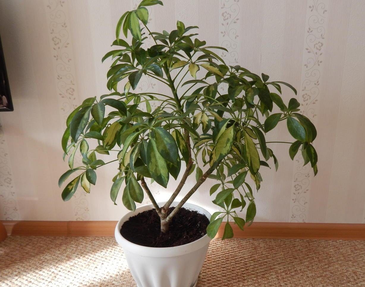 Schefflera
