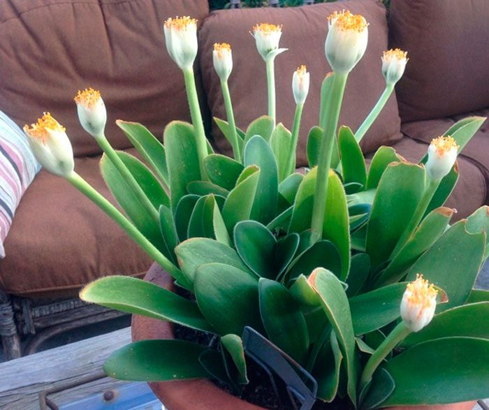 Haemanthus
