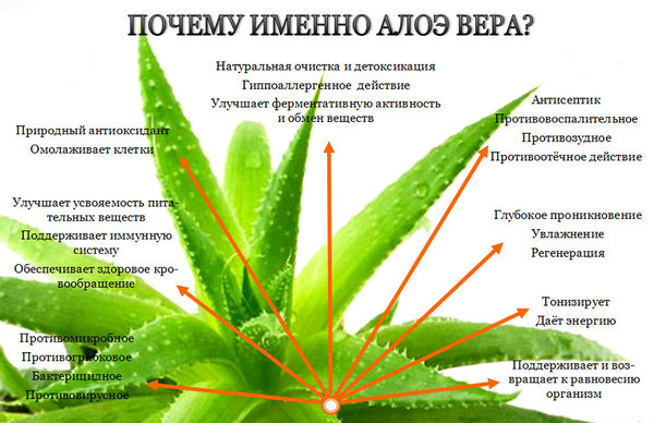 Ползи от алое вера