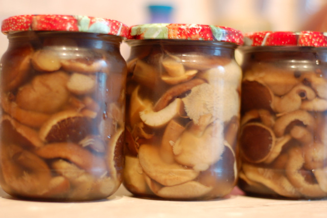Raccolta dei funghi