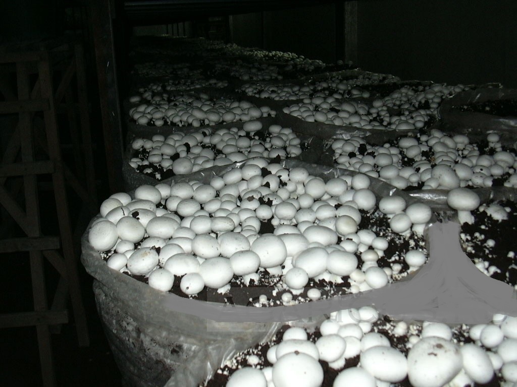 Finferli
