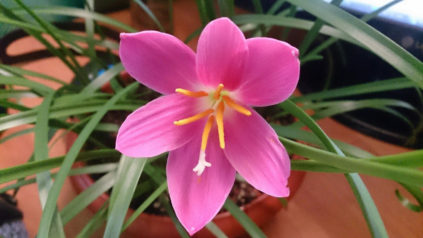 Zephyranthes