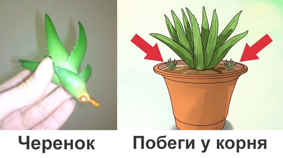 Методи за размножаване на алое