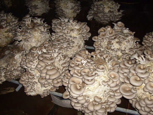 Funghi