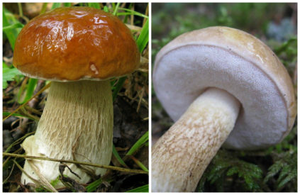 Champignons