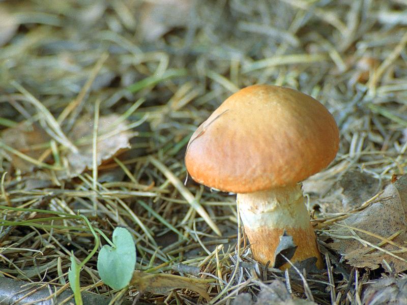 Champignons