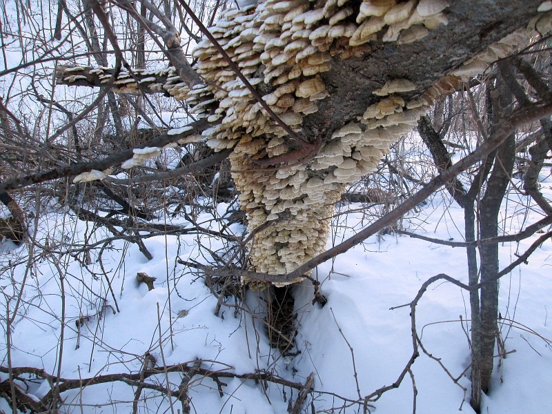Winterausternpilz