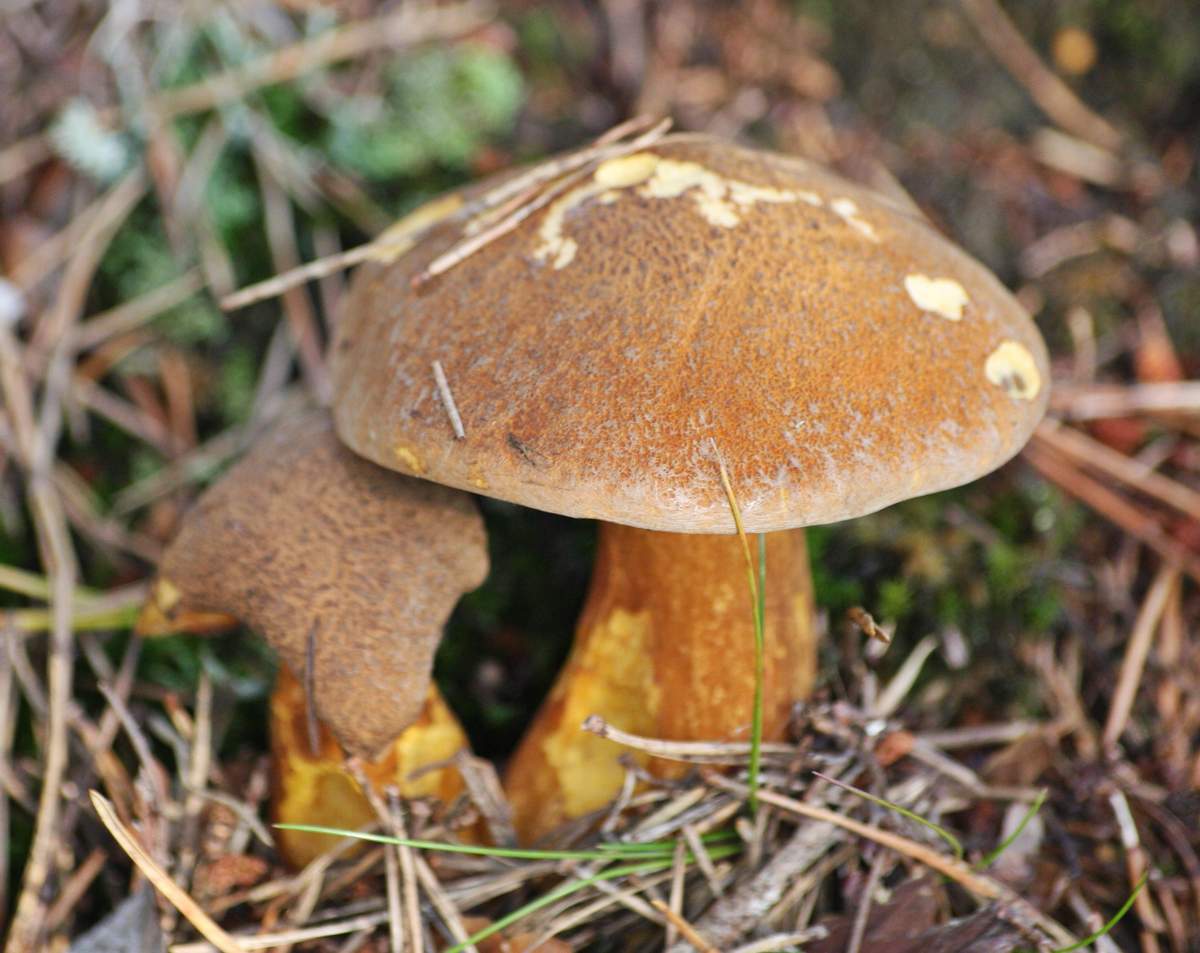 Fungo di capra