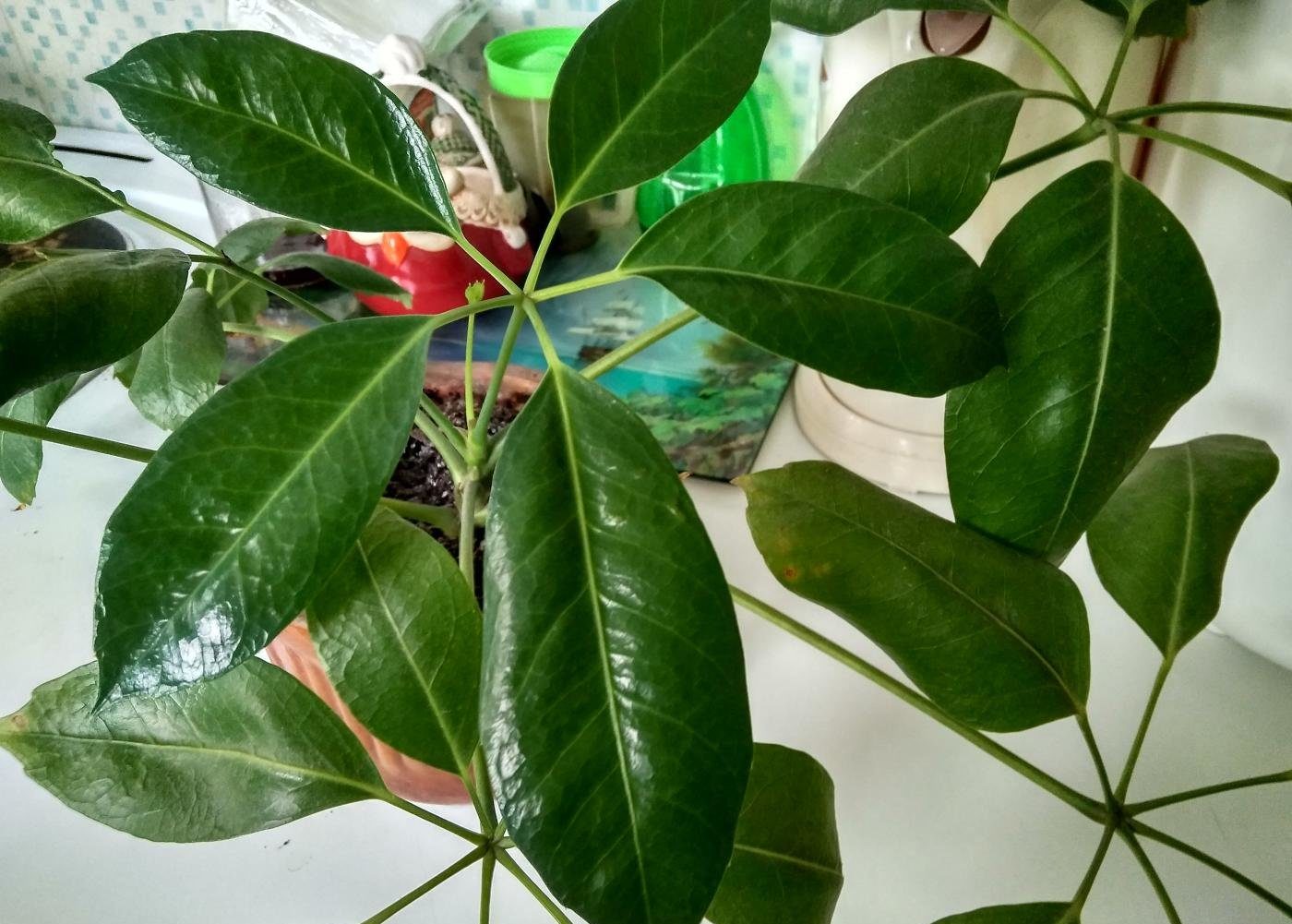 Schefflera radialifolia