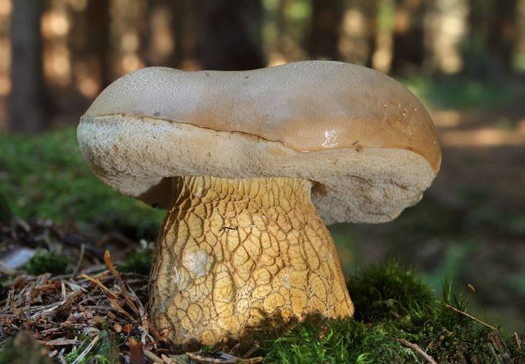 champignon gallique