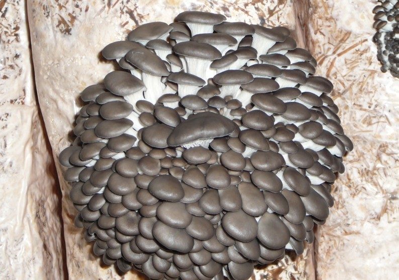 Austernpilze