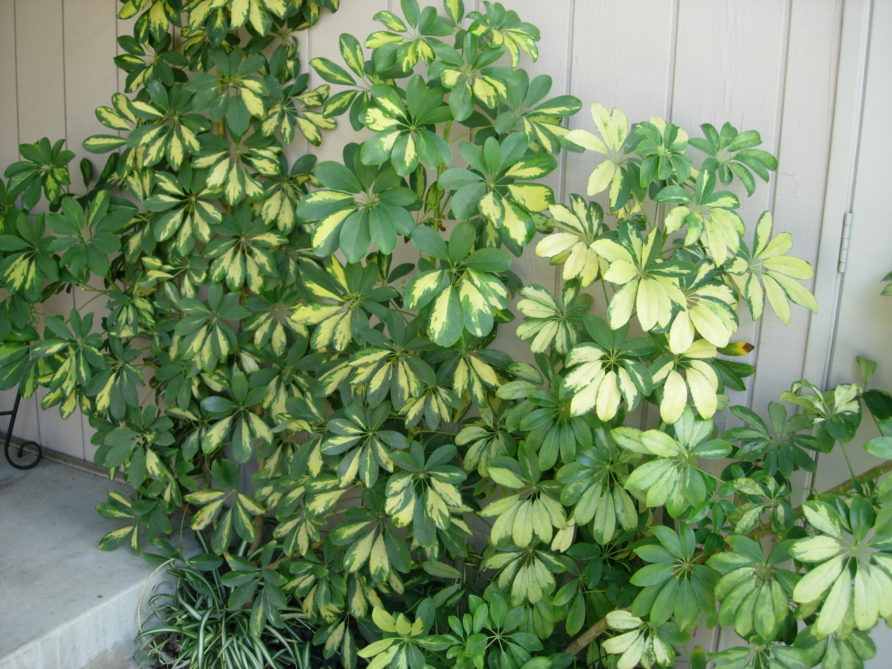 Schefflera