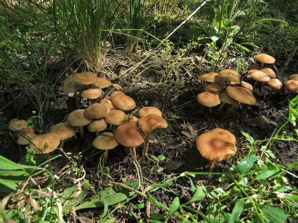 champignon miel de prairie