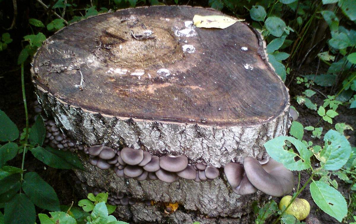 Pilze