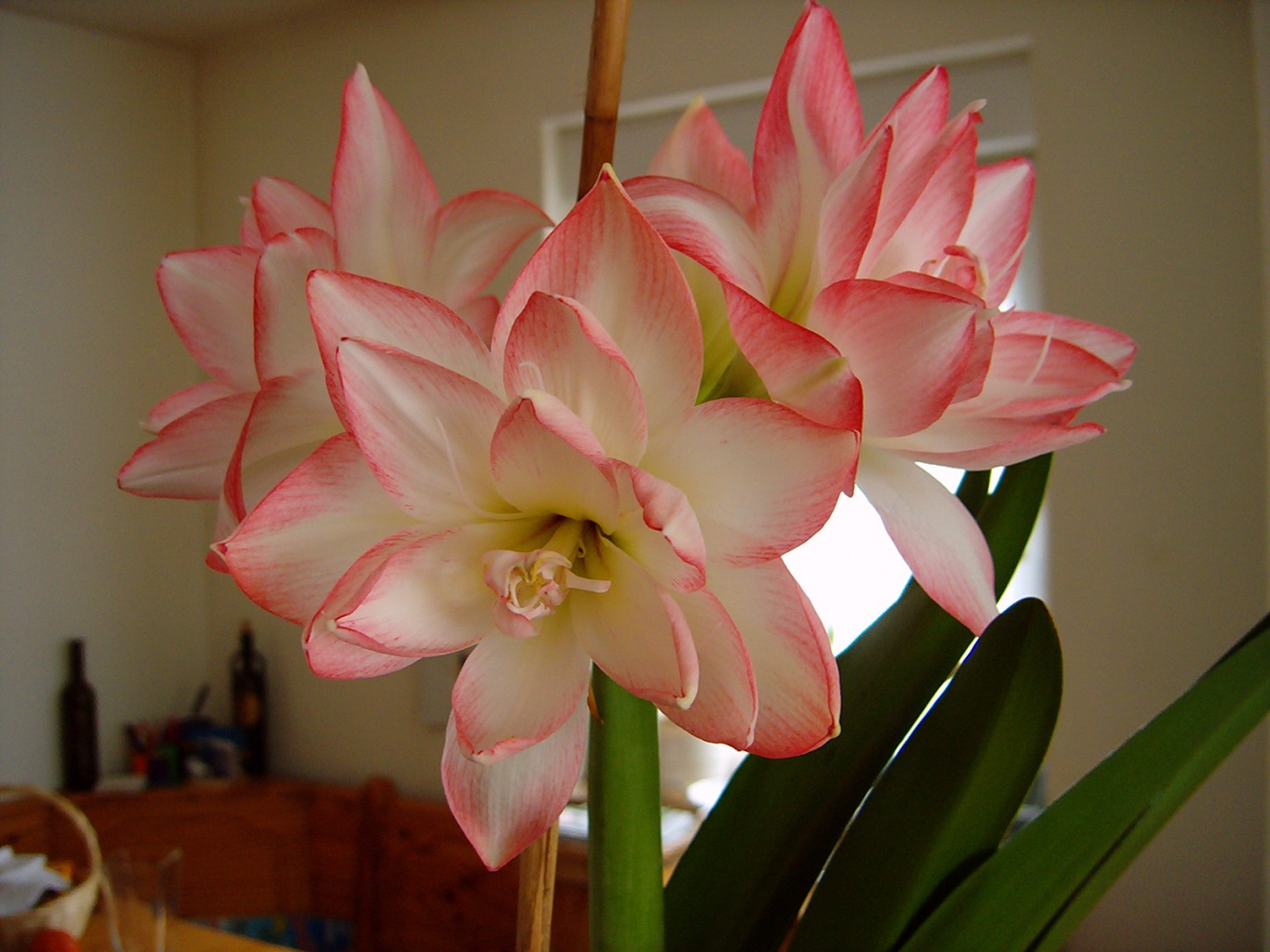 Amaryllis