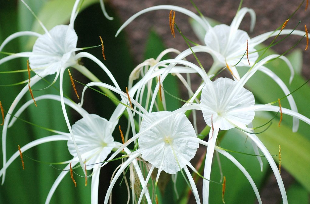 Hymenocallis agréable
