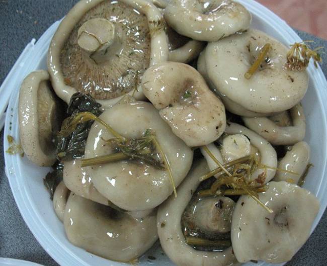 Eingelegte Milchpilze mit Gewürzen
