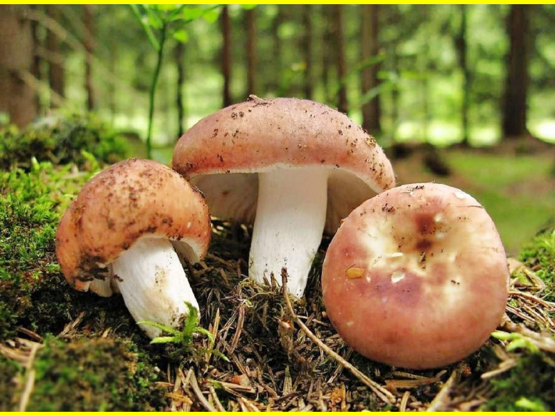 Russula