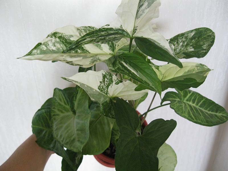 Syngonium