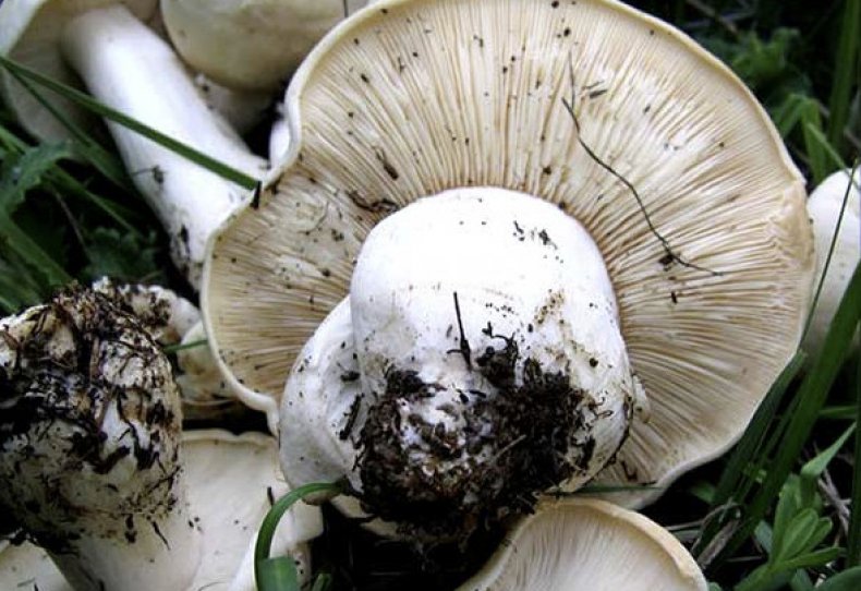champignon de montagne