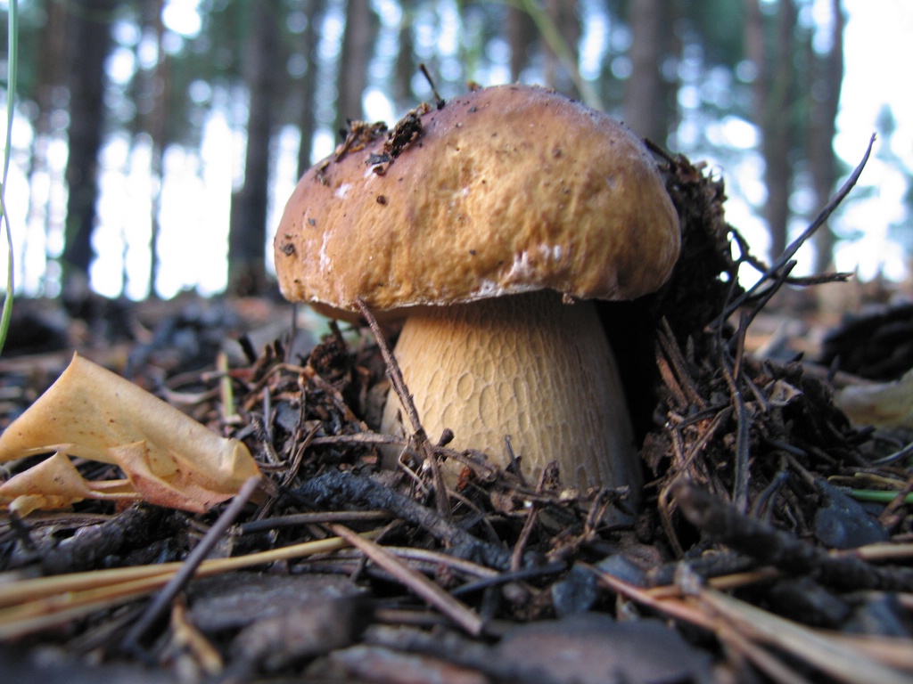 Pilze