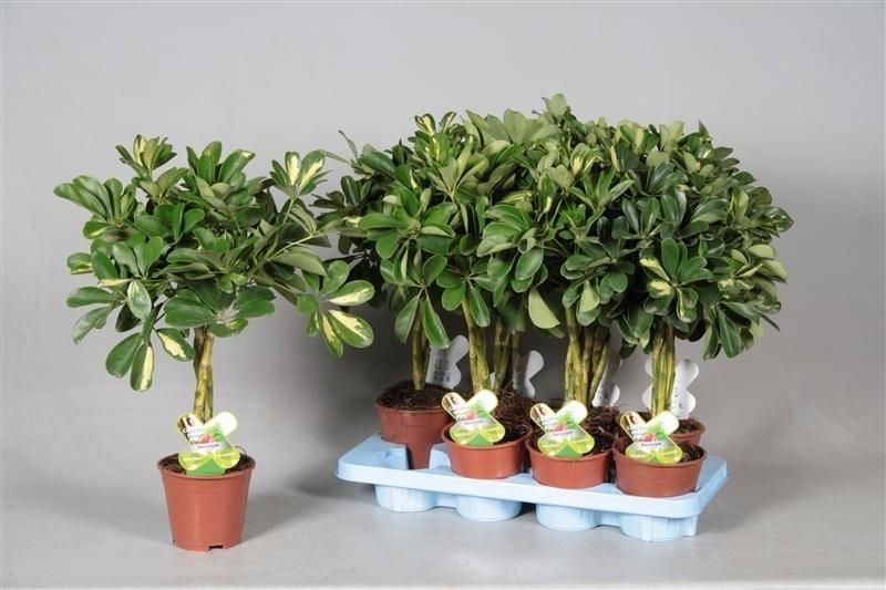 Schefflera arborescens