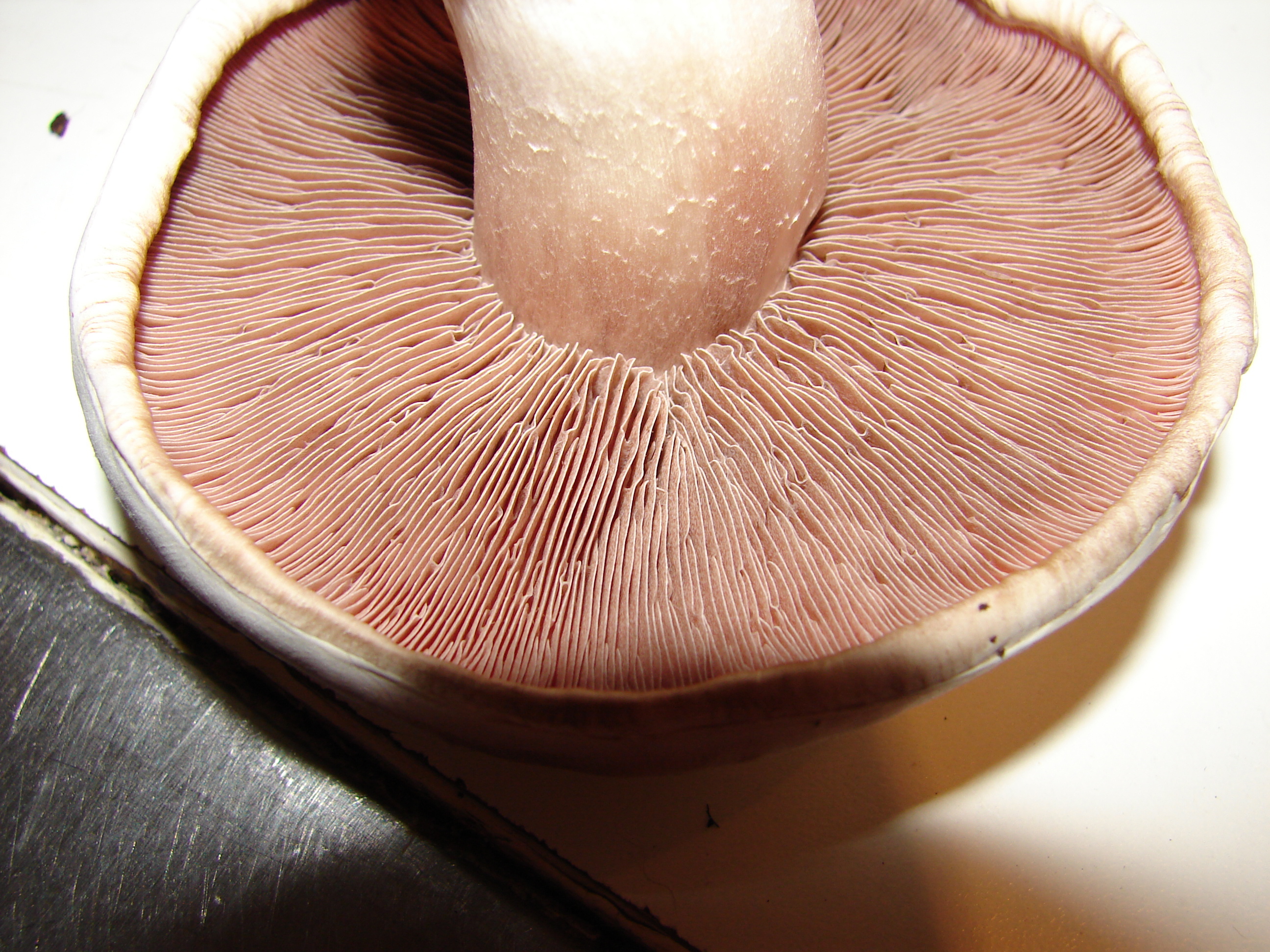 Agaric