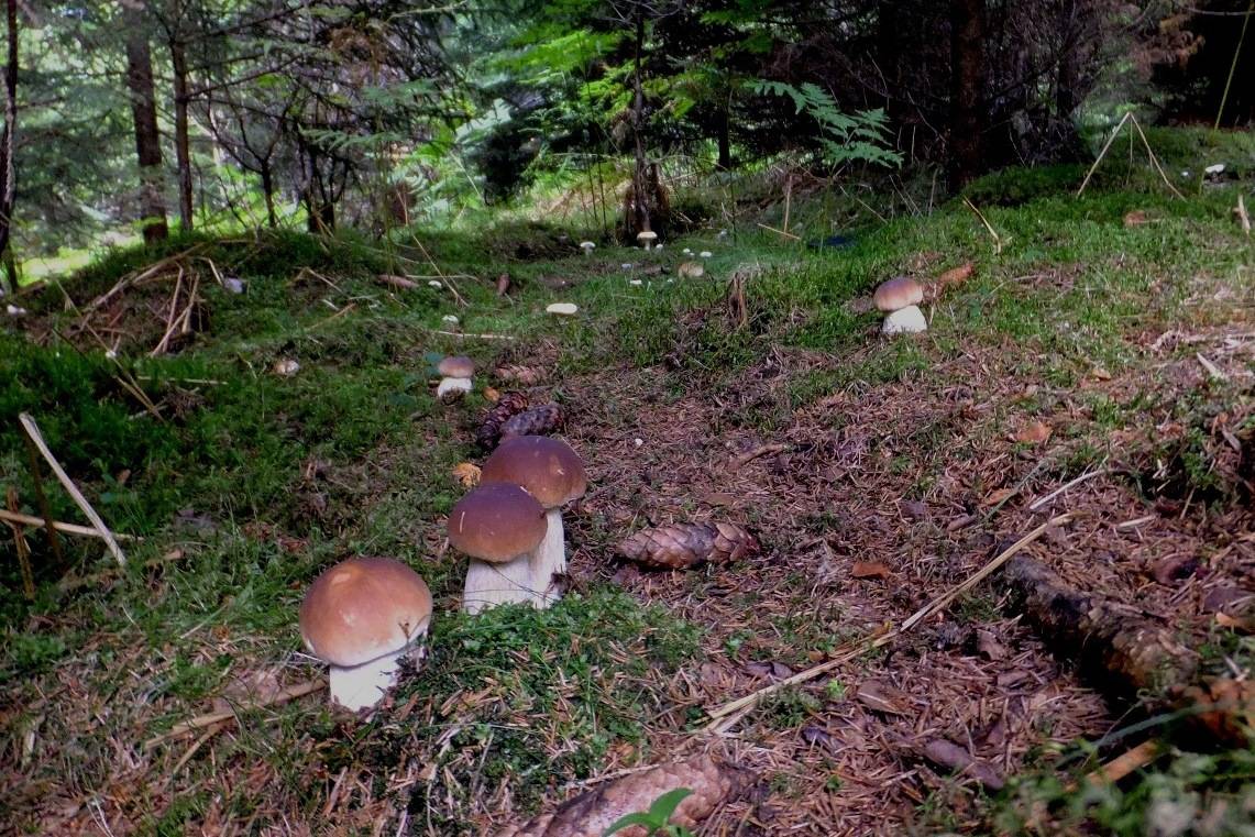 Weißer Champignon