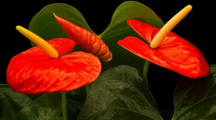 Anthurium