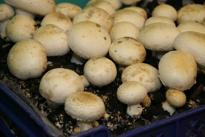 Finferli