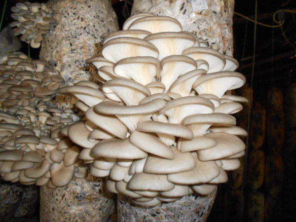 Гъба кладница