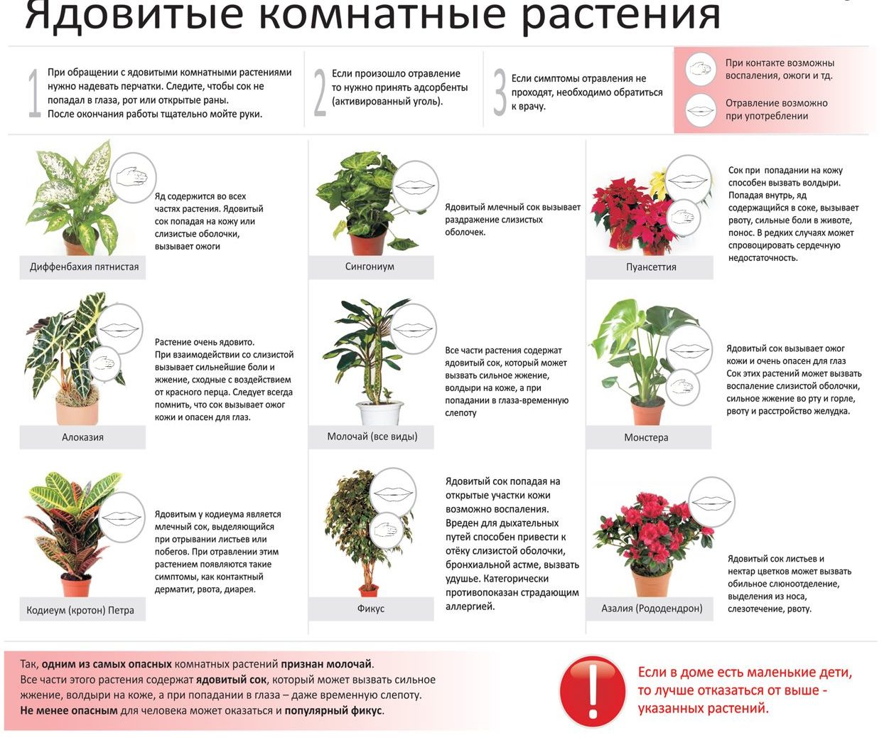 Liste des plantes d'intérieur toxiques