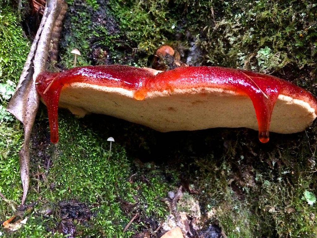 Champignons du foie