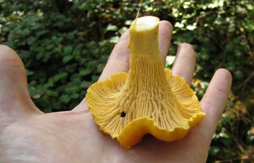 Finferli
