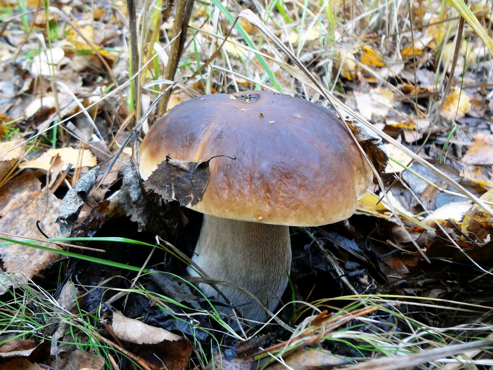 Weißer Champignon