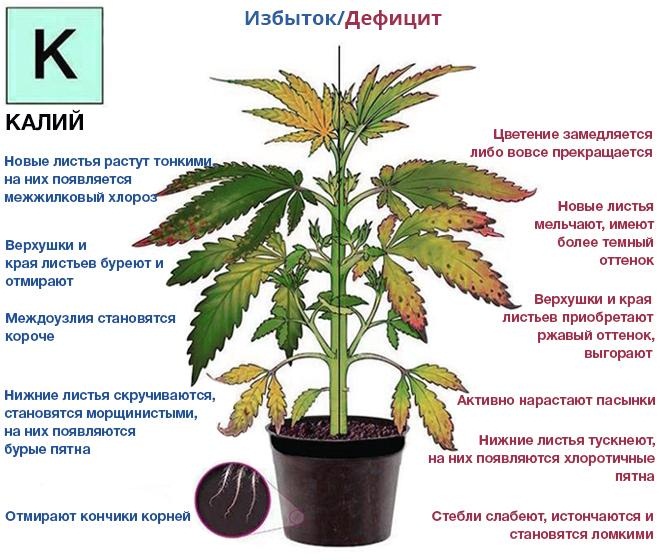 Τι προκαλεί η υπερβολική και η έλλειψή του καλίου στα φυτά;