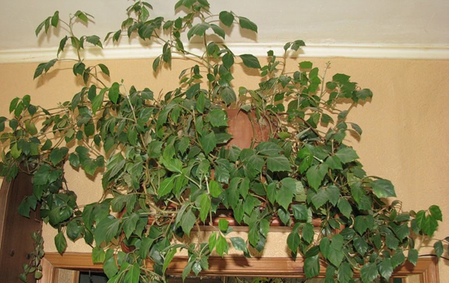 plantes grimpantes