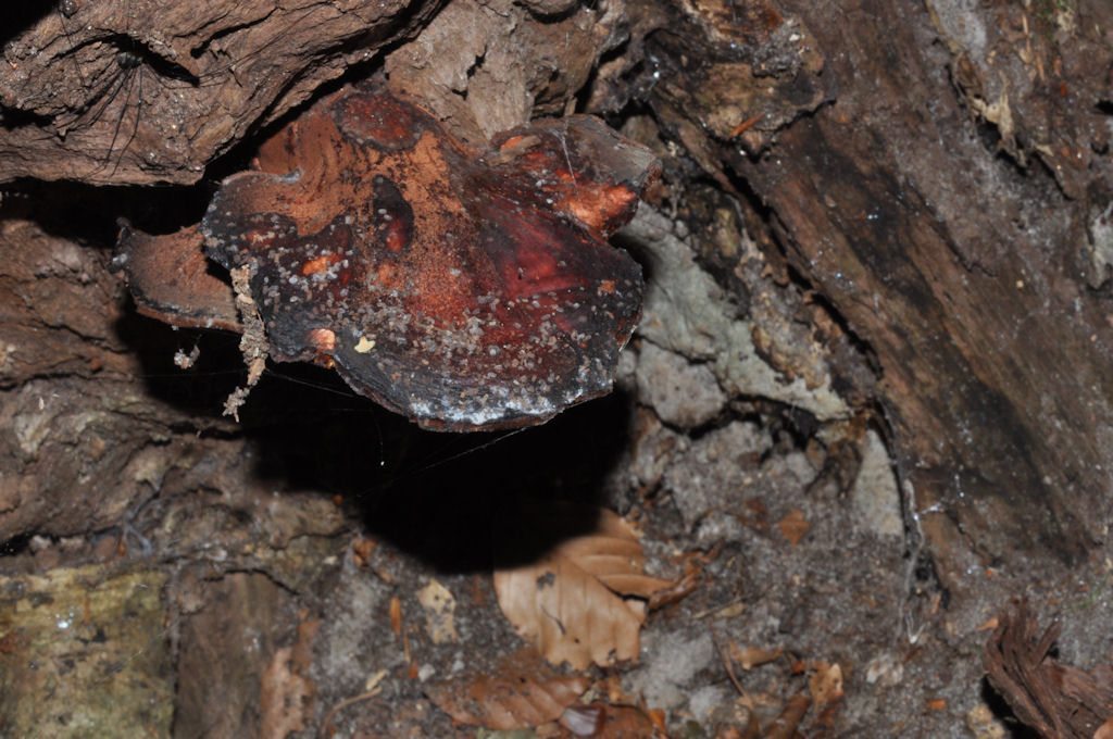 Champignons du foie