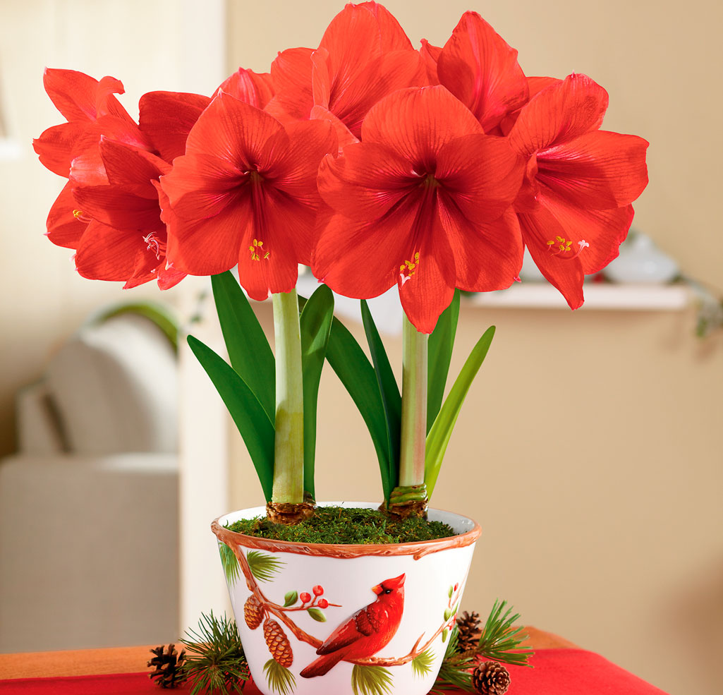 Fleurs bulbeuses d'intérieur