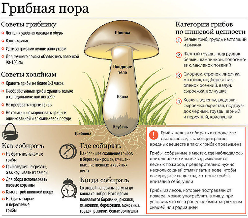 Regole per la raccolta dei funghi
