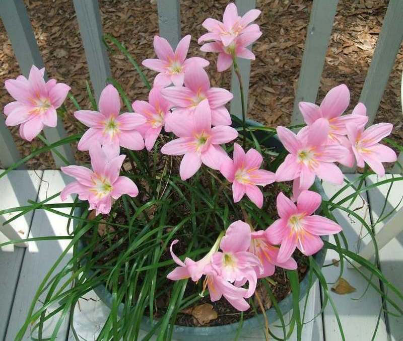Zephyranthes grandiflora