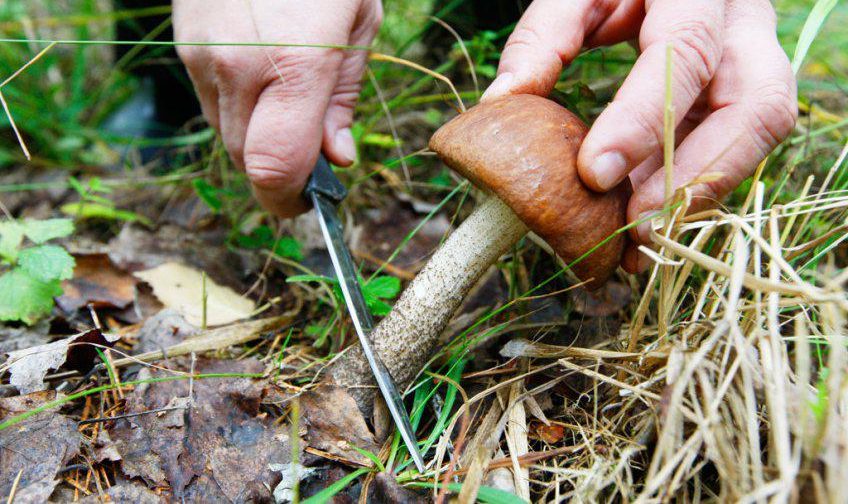 Pilze sammeln