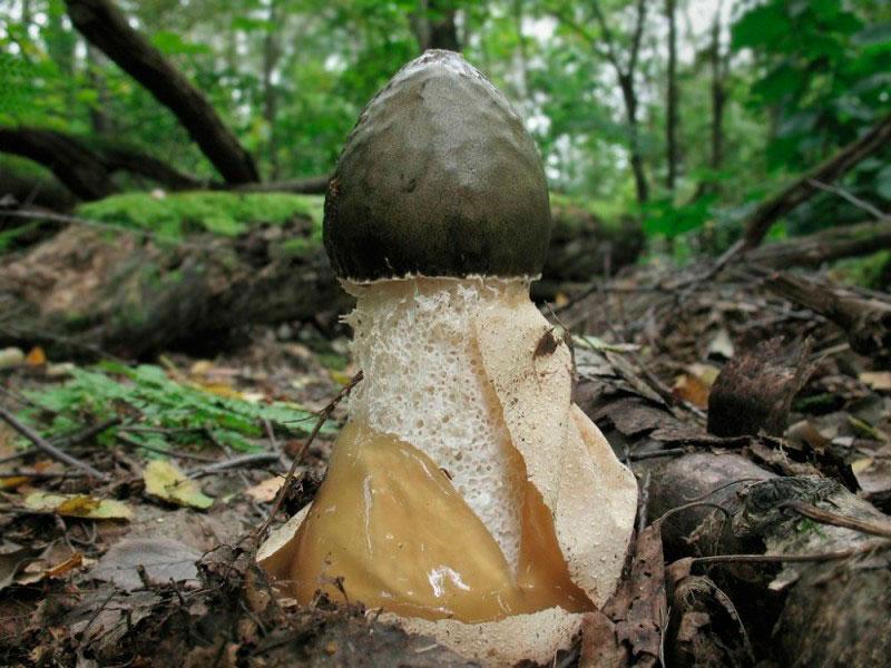 Veselka